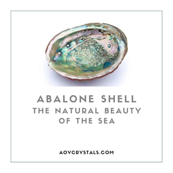 Abalone Shell The Natural Beauty of the Sea